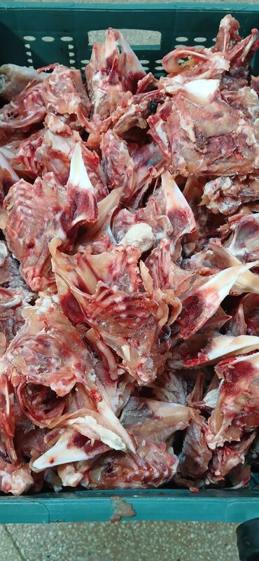 Quş: Itler pisikler ucun nezerde tutulub her gun teze olur sveji sexden — 2