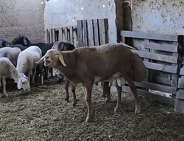 Продам с/х животных: Продаю | Баран (самец) | Арашан | Для разведения | Племенные, Осеменитель — 5