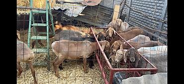 фриз лошадь купить: Продаю | Овца (самка), Ягненок | Полукровка, Арашан, Романовская | Для разведения | Племенные, Матка, Ярка — 5