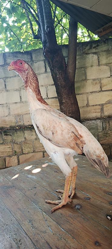 balaca qaz: Toyuq, Damazlıq — 4