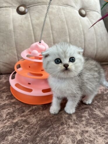 van pişik: Şotland yastı qulaq