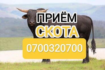 лошадь на продажу: Куплю | Коровы, быки, Лошади, кони | Забитый, Любое состояние, Круглосуточно