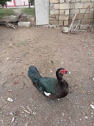 cucə inkubator satisi: Satılır: Misk ördəkləri (indo duck) 15 manatdan 30 manata kimi hamsini — 8