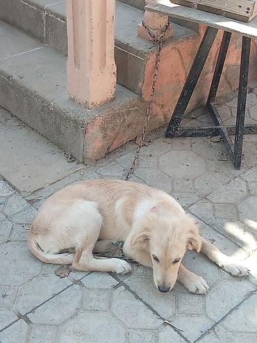 labrador retriever satilir: Retriever, 4 ay, Erkək, Ünvandan götürmə — 4