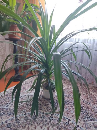 Другие комнатные растения: Комнатное растение
высота 1,5 метра
Цена 3000
