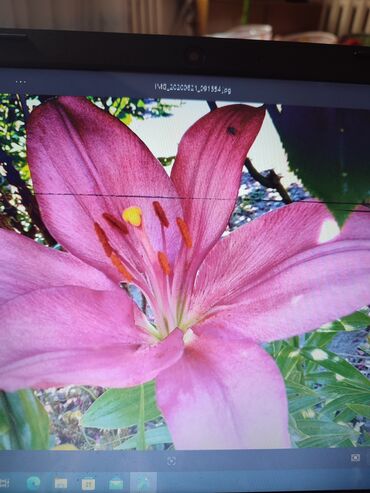 Садовые цветы и кустарники: Саженцы цветка: Платная доставка — 10