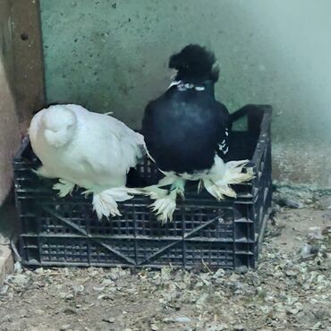 Toyuqlar: Toyuq, Damazlıq — 4