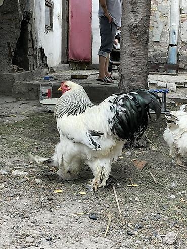 черный брама: Продаю | Инкубационные яйца | Брама | Для разведения — 2