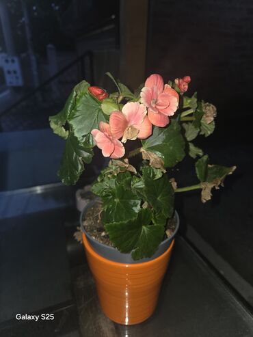 Aksesoari za kosu: Ukrasni leptir šnala – roze - Dekorativni leptir u intenzivnoj roze — 9