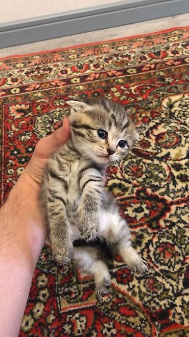 Pişiklər: Balaca pişik balaları - Cins: boz və tünd zolaqlı (tabby naxışlı) — 6