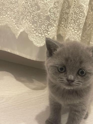 Кошки: Шотландская вислоухая — 3