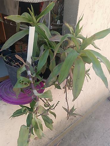 кончи: Традесканция (Tradescantia spathacea/зебрина, зелёная форма) в — 1