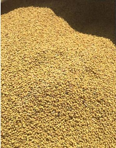 Çöl bitkiləri: Yonca toxumu