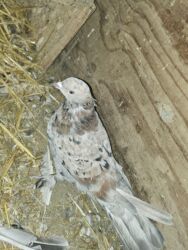 Göyərçinlər: Satlìr əbreşle əbreş cütt — 11