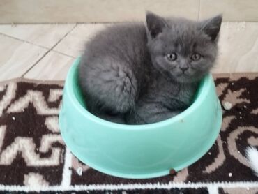 pişik blender: Şotland, Erkək, Dişi, Yaxşı əllərə, Ödənişli çatdırılma