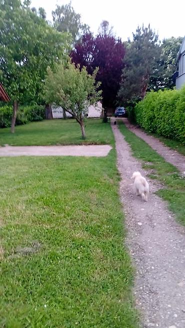 Kuće na prodaju: Avala, blizu megamarketa Koka Mar, 200 m2 Direktna prodaja od — 17