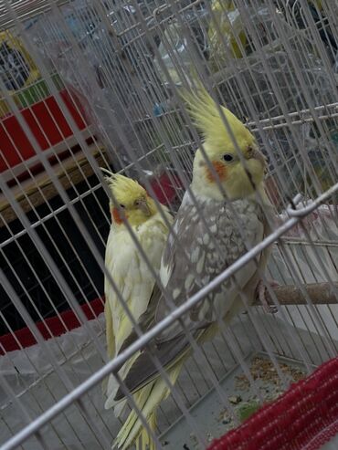 qumru quşu: Nimfa (cockatiel) cütlüyü – gözəl rənglərdə - Növ: Nimfa tutuquşusu -