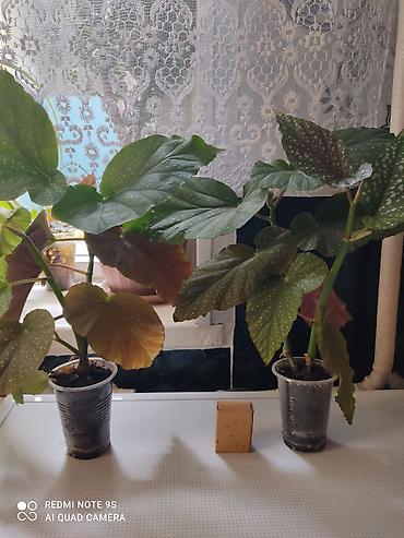 Другой декор и предметы интерьера: Распродажа остатков, комнатные растения по 100 сом. дорогие цветы тоже at lalafo.kg — 14 Другой декор и предметы интерьера: Распродажа остатков, комнатные растения по 100 сом. дорогие цветы тоже — 14