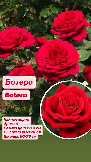 Комнатные розы: Саженцы — 8