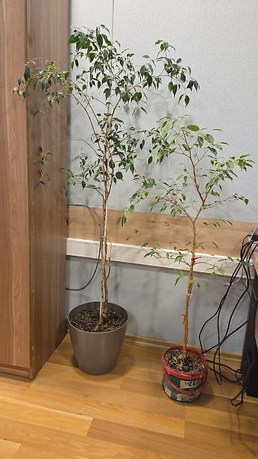 torf satilir: Fikus Benjamin (Ficus benjamina) otaq bitkisi İkisi birlikdə 100 azn — 2