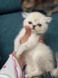 Pişiklər: Britan yastı qulaq, Erkək, Dişi, Yaxşı əllərə, Ünvandan götürmə, Ödənişli çatdırılma, Rayonlara çatdırılma — 20