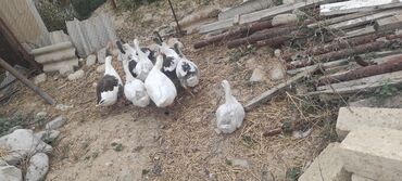 Кошки: Qaz balari satılır 5 ededdir bir ededi 15 manata 2 ayliq kecib