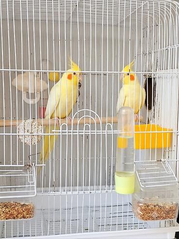 Ajerivle barter var.Sağlam və Məhsuldar Korella Cütü ​Ümumi məlumat