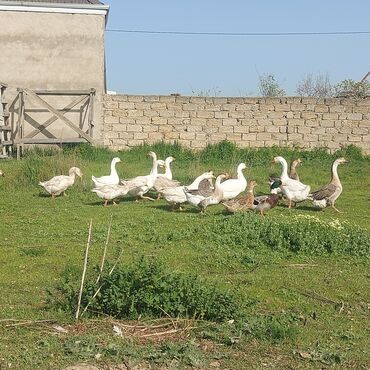 toyuq barter: Erkək, | Linda, Damazlıq, Ödənişli çatdırılma, Pulsuz çatdırılma, Rayonlara çatdırılma