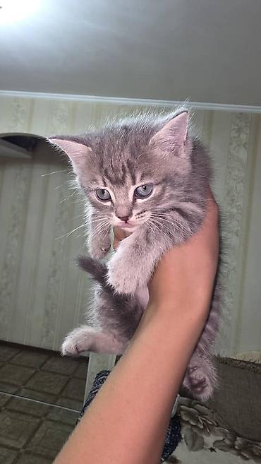 Животные: Продаются котята от британской кошки 2 месяца пушистый комочек — 4