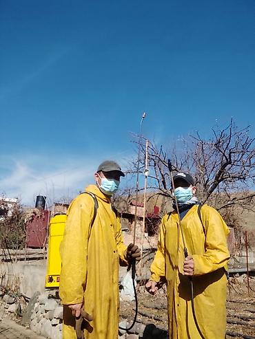 Спил деревьев, заготовка дров: Обрезка плодовых деревьев !!! Также обрезка хвойных и различных at lalafo.kg — 12 Спил деревьев, заготовка дров: Обрезка плодовых деревьев !!! Также обрезка хвойных и различных — 12