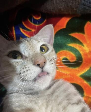 Находка и пропажа кошек: Пропала : Беспородная, Девочка — 5