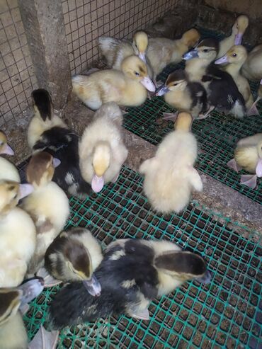 Зоотовары: Məhsul: cücələr – ördək balaları (muscovy/indoutka tipli) Təsvir: -