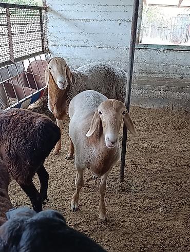 Продам с/х животных: Продаю | Баран (самец) | Арашан — 3