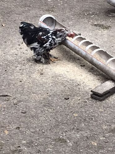 Toyuqlar: Toyuq, Damazlıq — 2