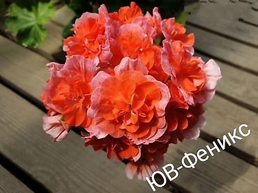 Герани и пеларгонии: Пеларгонии (герань зональная) — сортовые кустики в горшках — 20