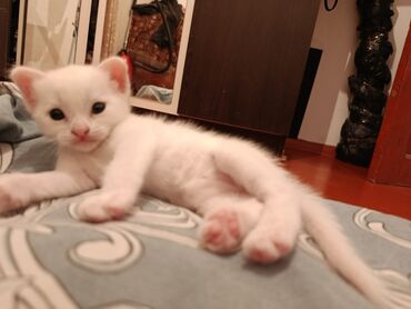 котята в добрые руки баку: Yaxşı əllərə