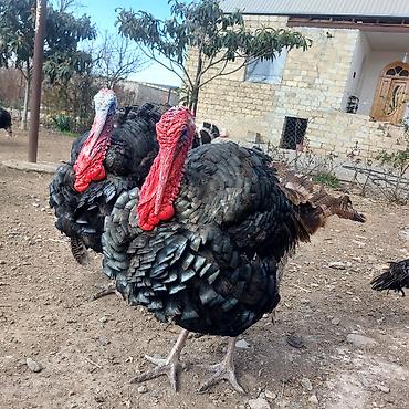damazlıq heyvanların satışı: Erkək hinduşqalar satılır.Damazlığa və kəsimliyə yaralıdır.Təmizlənmiş — 1