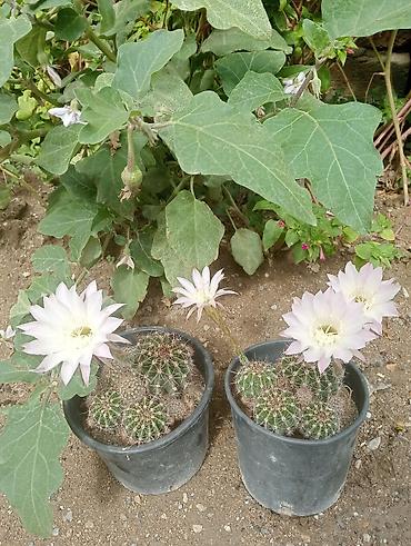 heyet gulleri ve adlari: Çiçəkli kaktus – Echinopsis (saksıda) - Növ: Echinopsis (lobivioid — 8