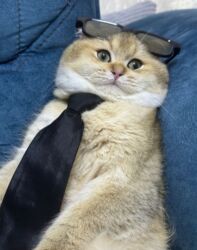 Pişiklər: CUT uchun Mohteshem, baximli saf gen erkekler Ferqli shertler ve — 5