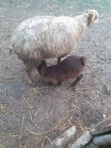 Qoyunlar, qoçlar: 470 deylir riyal alcıyna razlaşmaq olar zəngin vurun — 10