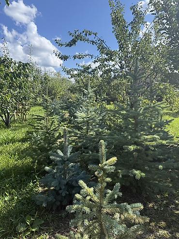casa bella: Ели голубые (Picea pungens, «Голубая ель») — саженцы с открытой — 1