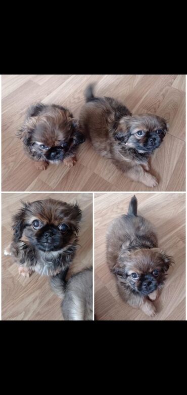 it növleri: Pekines, 2 ay, Erkek, Peyvəndli, Ünvandan götürmə