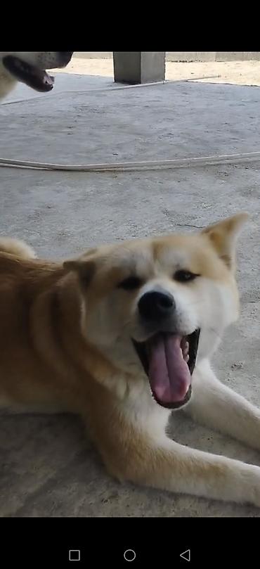 qurd basar iti: Akita-inu, Peyvəndli — 3