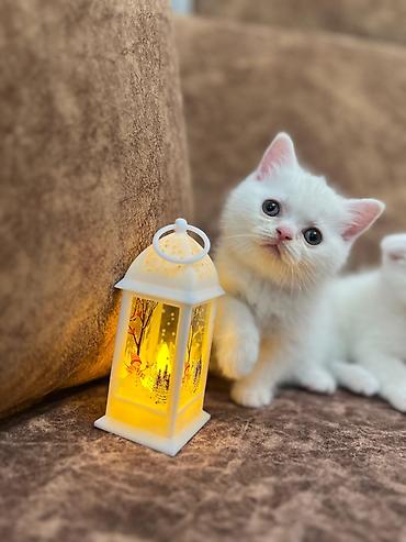 Pişiklər: Şotland, Erkək, Dişi, Yaxşı əllərə, Ünvandan götürmə, Pulsuz çatdırılma, Ödənişli çatdırılma — 38