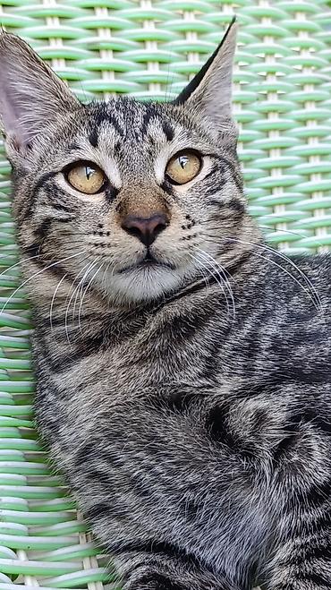 куда отдать собаку бесплатно: Кошка даром: Беспородная, Мальчик — 4