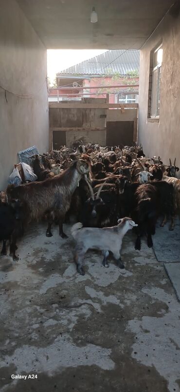 alpin keçisi satanlar: Dişi, il: 1, 1 kq, Damazlıq, Ödənişli çatdırılma