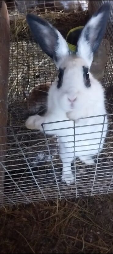 kaliforniya dovşanı: Dovşan 12 m Koroğlu metrosuna çatdırılma var