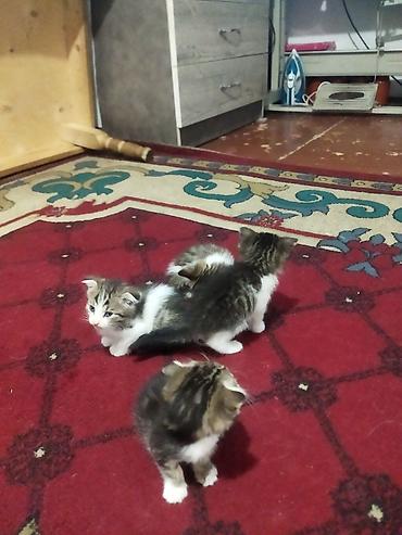 игрушки для котят: Котята, шатланки парода оддам даром полосато-белые пушистики с белыми — 1