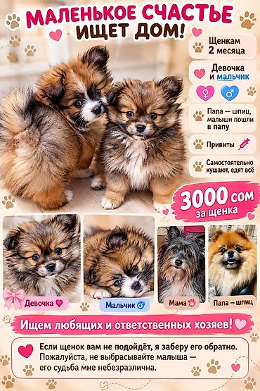 🐶❤️ Продаются очаровательные щенки! ❤️🐶 Два пушистых малыша ищут at lalafo.kg 🐶❤️ Продаются очаровательные щенки! ❤️🐶 Два пушистых малыша ищут