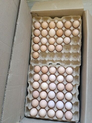 продам яйца: Яйца С1, 
С2, 
Со